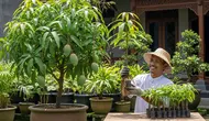 Cara Membuat Pohon Mangga Kerdil Cepat Berbuah, Ikuti Langkah yang Direkomendasikan Ahli
