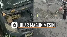 Sebuah ular ditemukan masuk dalam mesin mobil polisi.