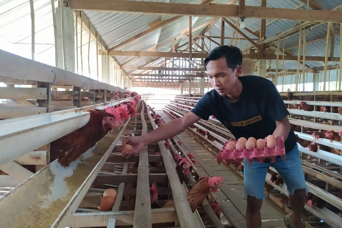 Peternak ayam petelur bertahan di tengah pandemi