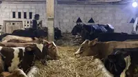 Tips Membeli dan Merawat Sapi untuk Persiapan Qurban Idul Adha, Langsung dari Peternak