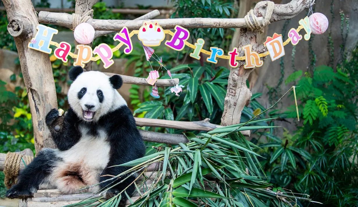 Panda raksasa Yi Yi menikmati kudapan ulang tahun di Kebun Binatang Nasional Malaysia, Selasa (14/1/2020). Para penggemar dan wisatawan dari Malaysia serta luar negeri ikut merayakan hari ulang tahun (HUT) ke-2 Yi Yi. (Xinhua/Zhu Wei)