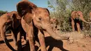 Gajah-gajah yatim berjalan di panti asuhan gajah David Sheldrick Wildlife Trust di Nairobi, 12 Maret 2019. Panti itu menerima gajah piatu dari seluruh penjuru Kenya, kebanyakan korban perburuan liar atau konflik manusia-margasatwa. (Yasuyoshi CHIBA/AFP)