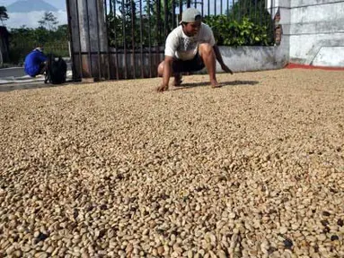 Seorang warga menjemur kopi Arabika OC (biji kopi kering) di Karang Gedong, Parakan, Temanggung, Jawa Tengah, Selasa (10/4). Menurut pedagang kopi, harga kopi Arabika OC tahun ini setiap minggu terus mengalami kenaikan yang saat ini mencapai Rp55 ribu per kilogram. (Antara)