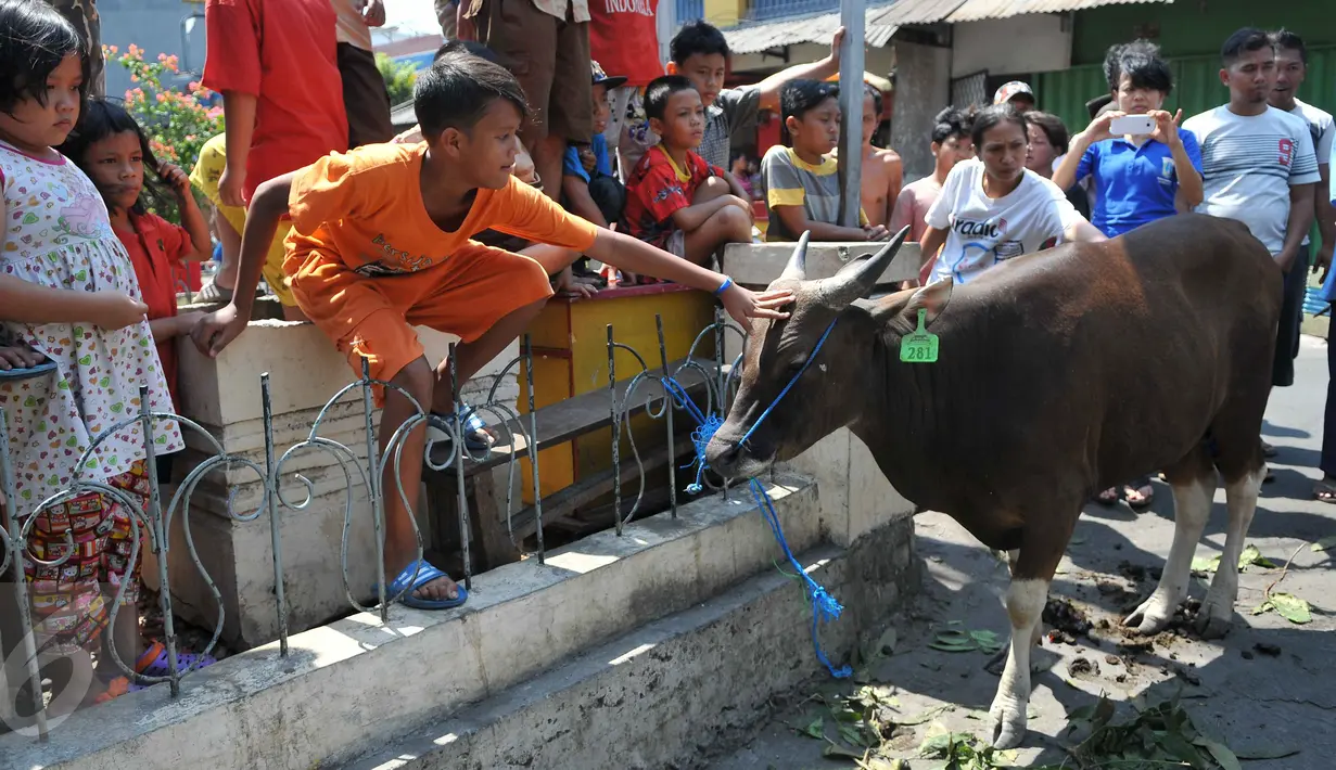 Warga melihat sapi kurban pemberian Polda Metro Jaya, Jakarta, Rabu (23/9/2015). Sapi kurban tersebut untuk warga Kampung Rawa dan warga Tanah Tinggi 12 (Liputan6.com/Gempur M Surya)