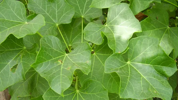 Resep dan Manfaat Jarak Cina