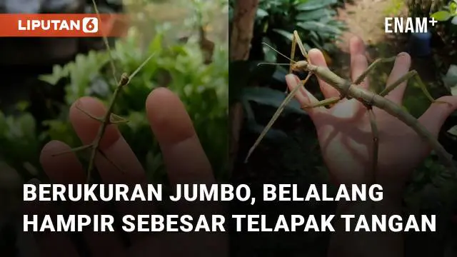 VIDEO: Berukuran Jumbo, Belalang Ini Hampir Sebesar Telapak Tangan Orang Dewasa