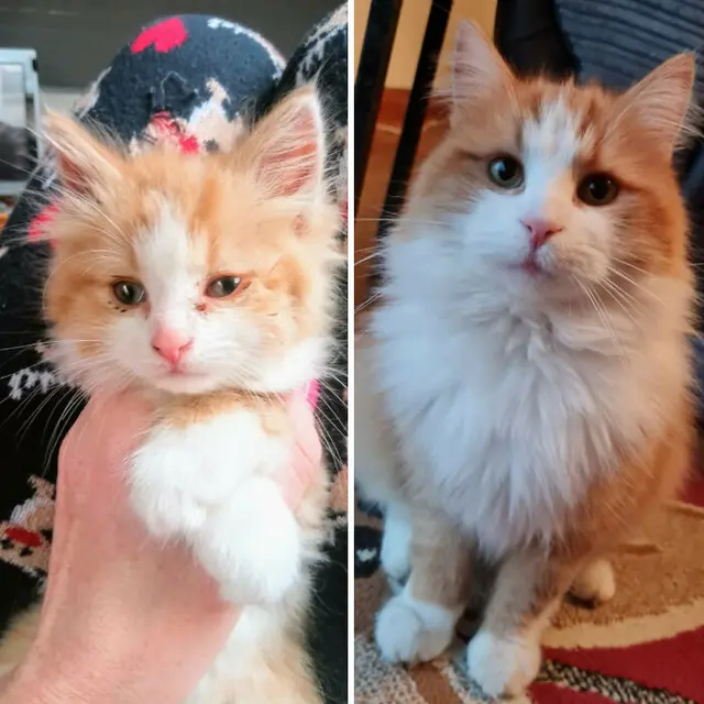 Glow Up, 10 Potret Perbandingan Kucing Dulu VS Sekarang.