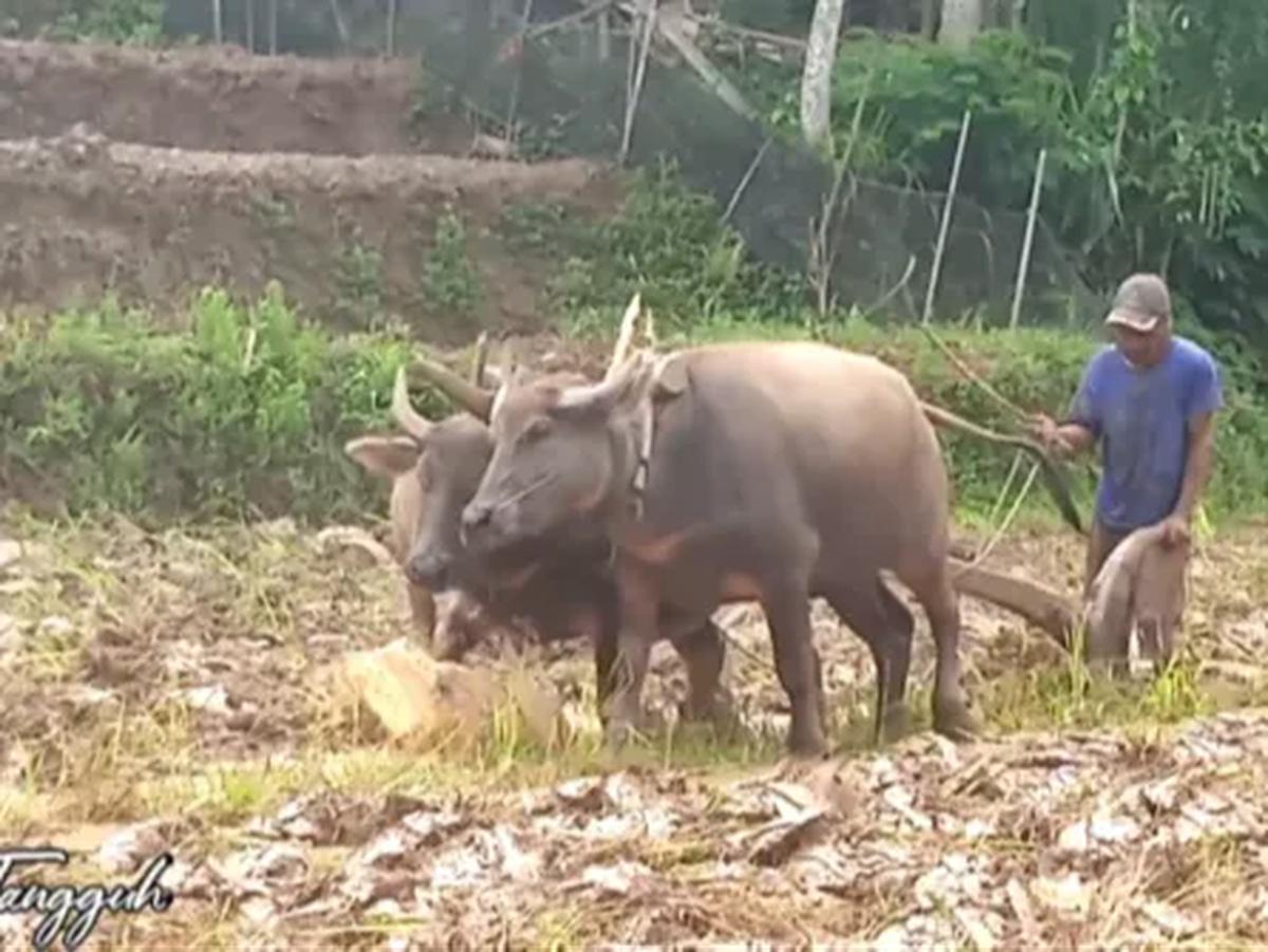 Kerbau Diberi Ramuan Khusus