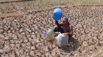 Warga Bertahan dari Kubangan Bekas Sawah di Tengah Kekeringan