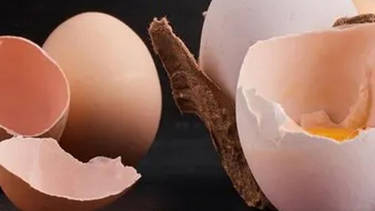 Jadi, jangan terburu-buru membuang cangkang telur, karena masih banyak hal yang bisa kita lakukan dengannya!