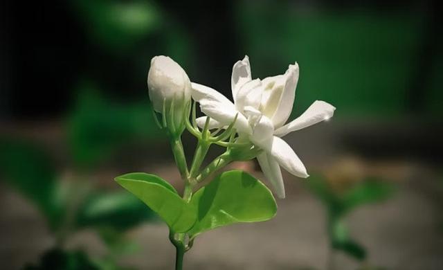 Melati (Jasminum sambac)