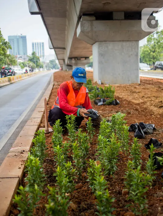 Petugas Sudin Kehutanan Jakarta Selatan melakukan penanaman pohon melati Jepang di bawah jalur MRT Jalan Sisingamangaraja, Jakarta, Kamis (31/10/2019). Penanaman pohon melati Jepang di bawah jalur MRT tersebut untuk penghijauan dan mempercantik tata ruang kota. (Liputan6.com/Faizal Fanani)