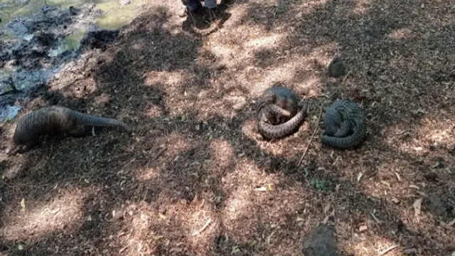 Tiga ekor terenggiling dilepas liarkan di Taman Nasional Baluran (Istimewa)