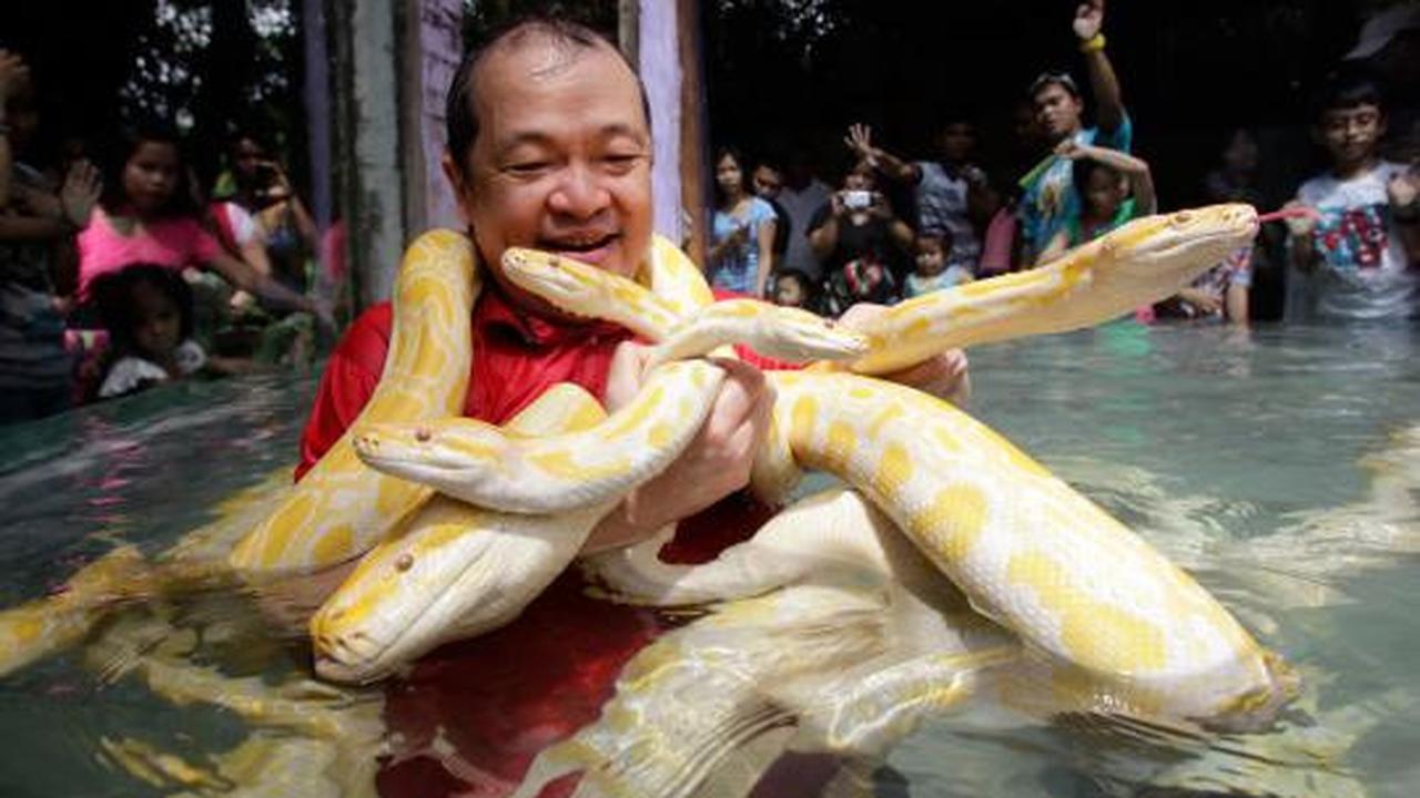 Sambut Imlek, orang ini tidur berselimutkan ular phyton