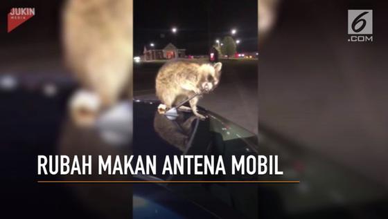 VIDEO: Ups! Rubah Doyan Makan Antena Mobil