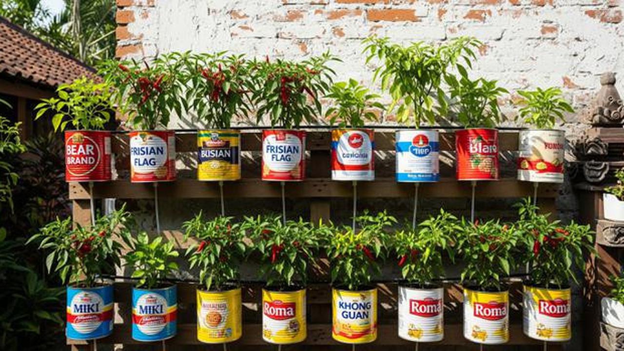 9 Inspirasi Kebun Cabai Rawit dari Wadah Bekas Dapur, Hemat dan Ramah Lingkungan
