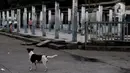Seekor anjing berada di Terminal Pulogadung yang tidak difungsikan akibat digantikan shelter Bus Transjakarta. Karya foto ini sedang dipamerkan dalam pameran foto dengan tema ”Innovation” di Erasmus Huis. (merdeka.com/Iqbal S Nugroho)