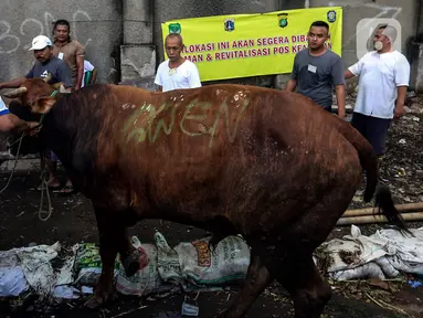 Petugas membawa sapi kurban yang akan disembelih di kawasan Kebayoran Lama, Jakarta, Kamis (26/6/2023). (Liputan6.com/Johan Tallo)