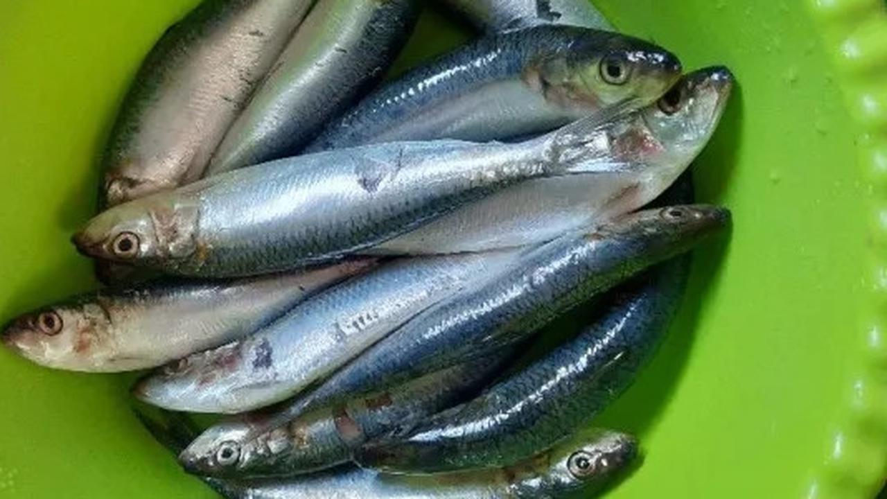 Ikan Lemuru, Pengganti Salmon Di Meja Makan dengan Harga Murah dan Kandungan Gizi Tak Kalah Lengkap