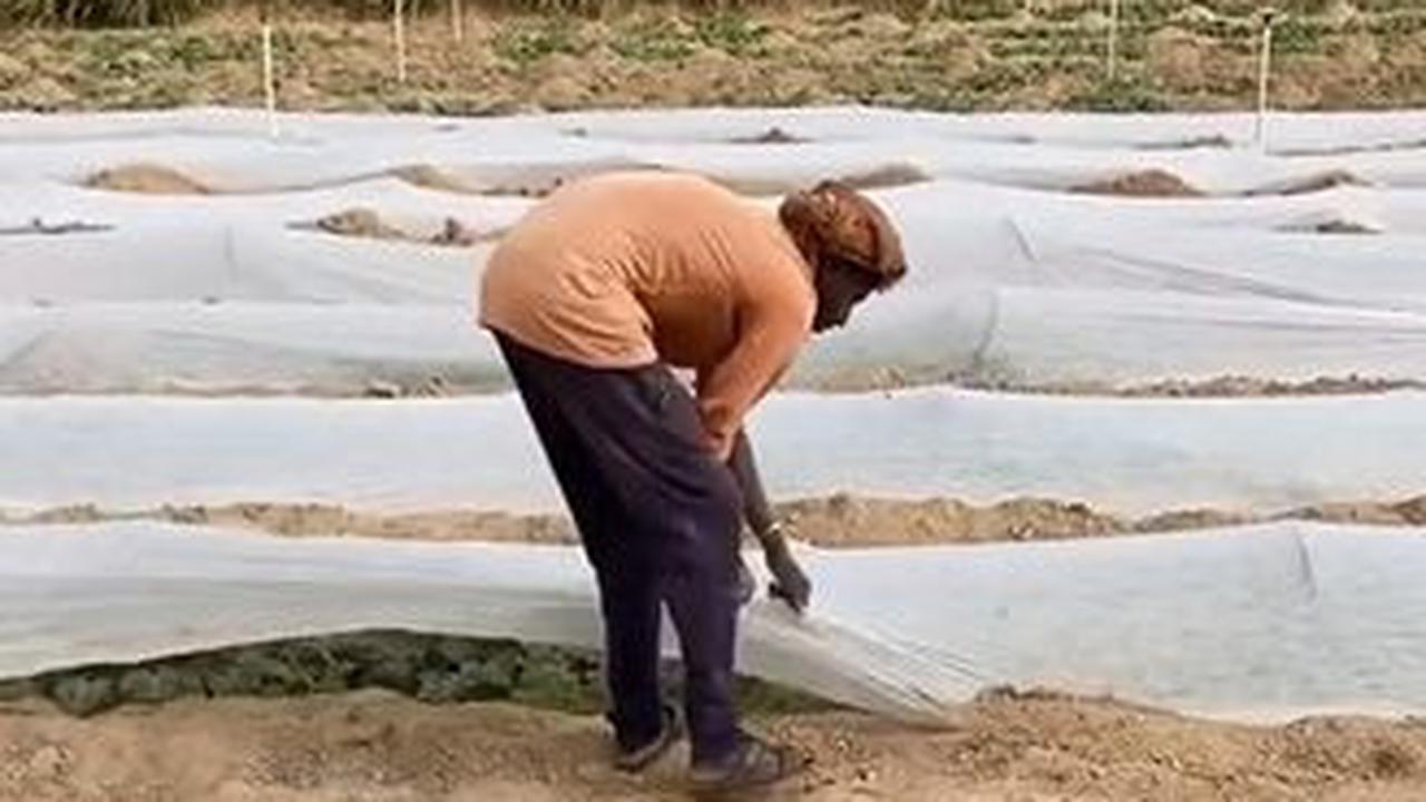 Terlihat para petani awalnya akan menyiapkan lahan yang akan ditanami semangka.