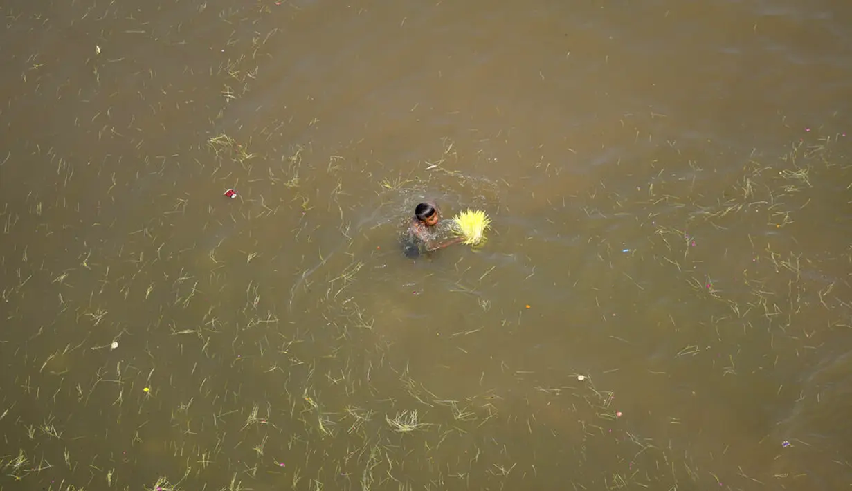 Seorang anak mengumpulkan bibit jelai yang direndam oleh umat Hindu sebagai persembahan saat Festival Navratri di Sungai Tawi, Jammu, India, 10 April 2022. Sesaji tersebut dibuat sebagai bagian dari ritual menandai berakhirnya festival selama sembilan hari. (AP Photo/Channi Anand)