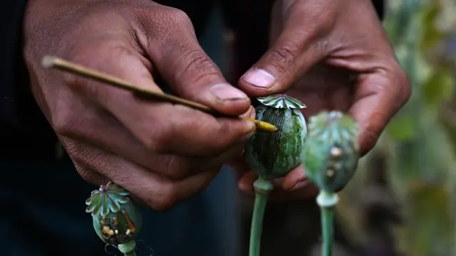 Mengintip Ladang Opium di Myanmar