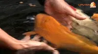[VIDEO] Hilangkan Stres dengan Warna-warni Ikan Koi