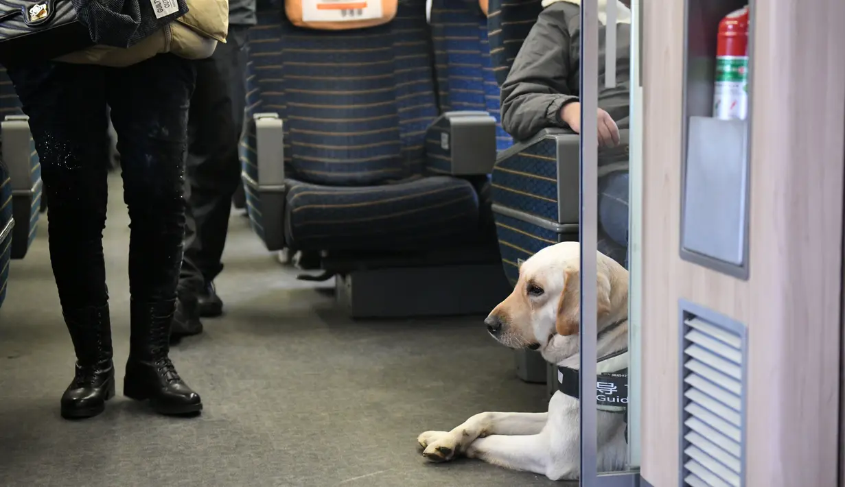 Seekor anjing pemandu menaiki sebuah kereta di Provinsi Shaanxi, China barat laut, pada 12 Januari 2020. Anjing-anjing pemandu dilatih untuk beradaptasi dengan kereta peluru guna membantu para penumpang tunanetra selama arus mudik Tahun Baru Imlek. (Xinhua/Li Yibo)