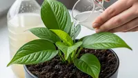 7 Manfaat Air Cucian Beras untuk Tanaman, Bikin Tumbuh Subur dan Sehat