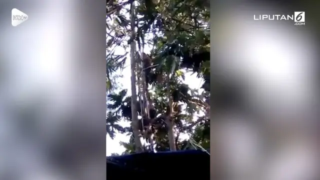 Diduga depresi, laki-laki ini bersembunyi di atas pohon jati selama 3 hari.