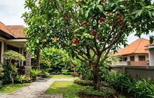 12 Pohon Buah yang Membuat Halaman Lebih Privat, Sekaligus Rindang dan Produktif