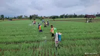 Proses pemupukan tanaman bawang merah di Banyuwangi (Istimewa)