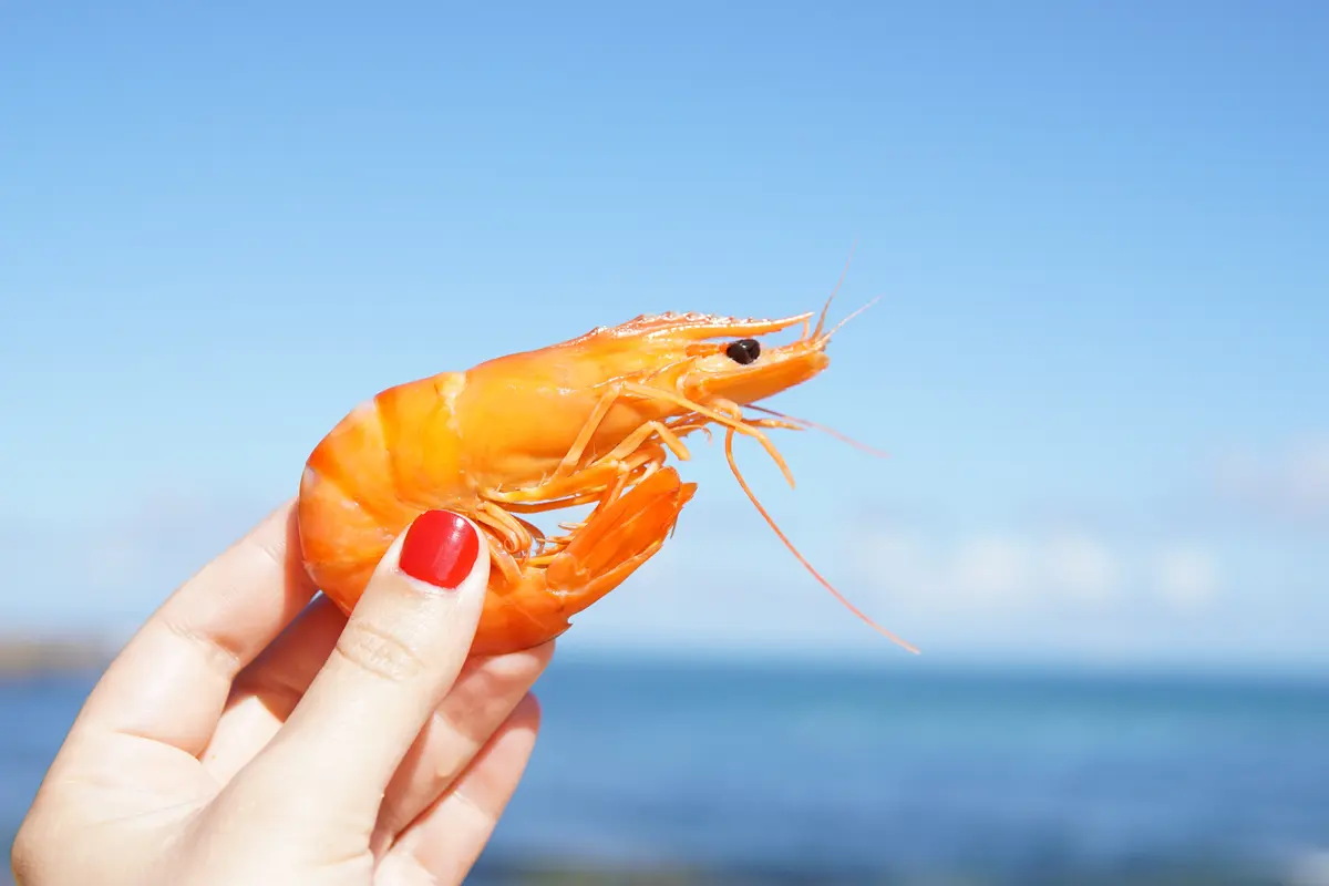 udang
