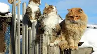 Yuk Main ke Koshlandia, Surga bagi Para Pencinta Kucing