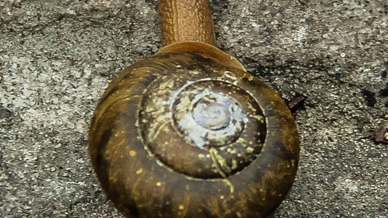 9. Siput<br>