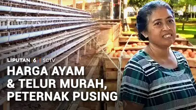 Semakin murahnya harga telur dan ayam potong di pasaran bikin pusing para peternak. Pasalnya, ketika harga jual ayam dan telur anjlok, biaya operasional masih tinggi.