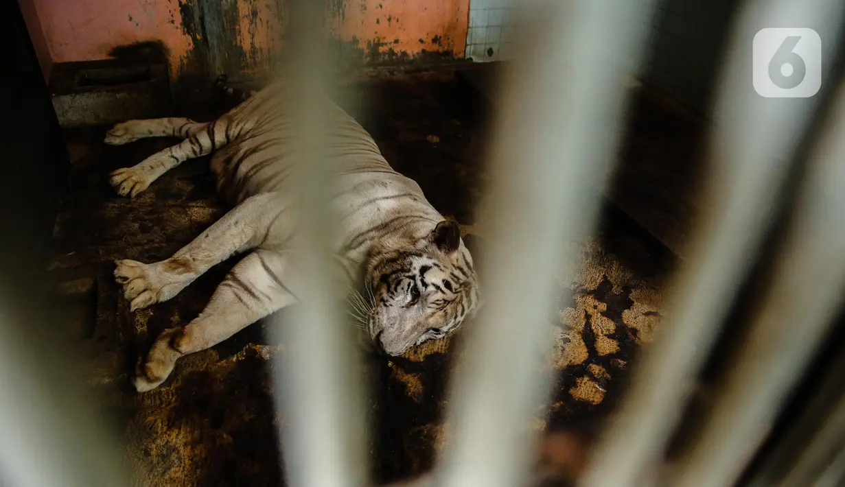 Harimau terlihat dalam kandangnya di Taman Margasatwa Ragunan, Jakarta Selatan, Senin (20/4/2020). Satwa-satwa di Taman Margasatwa Ragunan terlihat lebih tenang karena pada dasarnya habitat asli mereka jauh dari keramaian manusia. (Liputan6.com/Faizal Fanani)