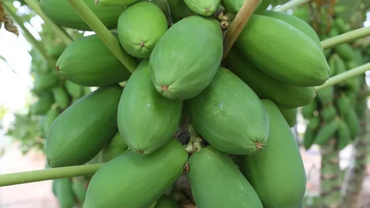 Cara Merebus Ayam Kampung Supaya Cepat Empuk, Tidak Ribet, Hanya dengan 1 Bahan Ini