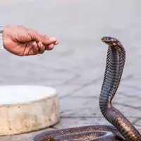 Ilustrasi mimpi digigit ular di tangan kanan/Copyright shutterstock/Alberto Loyo