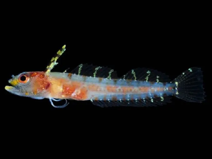 Salah satu spesies ikan baru, Haptoclinus dropi, yang ditemukan di zona rariphotic saat peneliti melakukan Deep Reef Observation Project. (Dokumentasi Carole BaldwinNational Museum of Natural History)