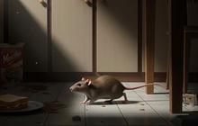 Cara Ampuh Mengusir Tikus dari Kamar Mandi dan Pipa Bocor, Mudah Banget Dilakukan