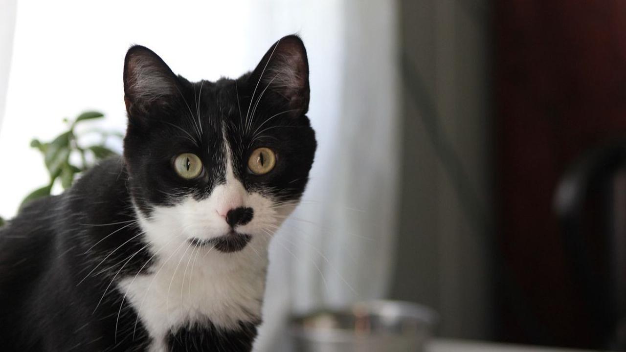 Mitos Kucing Hitam Putih dan Faktanya, Dipercaya Sebagai Pembawa Keberuntungan