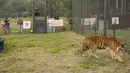 Seekor harimau dilepaskan ke dalam kandang di Lionsrock Big Cat Sanctuary di Bethlehem, Afrika Selatan, Sabtu (12/3/2022). Empat harimau sebelumnya selama 15 tahun tinggal di gerbong kereta yang ditinggalkan rombongan sirkus di San Luis, Argentina Barat. (AP Photo/Themba Hadebe)