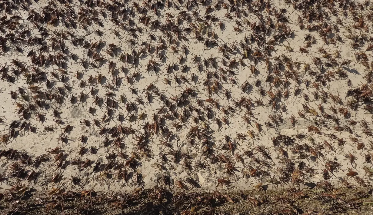 Serangga itu secara biologis bukanlah jangkrik, tetapi tonggeret besar yang memiliki perisai dan sangat mirip dengan belalang. (AP Photo/Rick Bowmer)