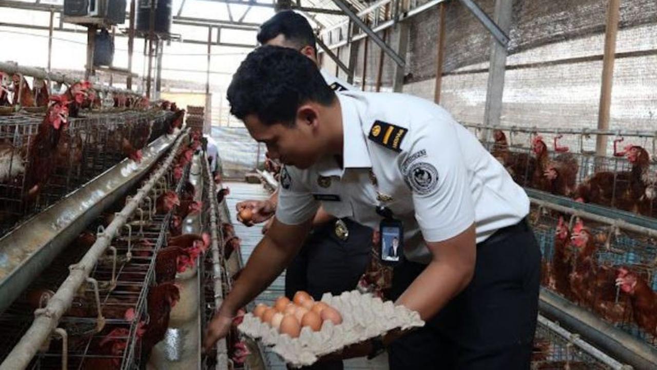 Rutan Negara Jembrana Kembangkan Peternakan Ayam Petelur Berkualitas, Warga Binaan Produktif