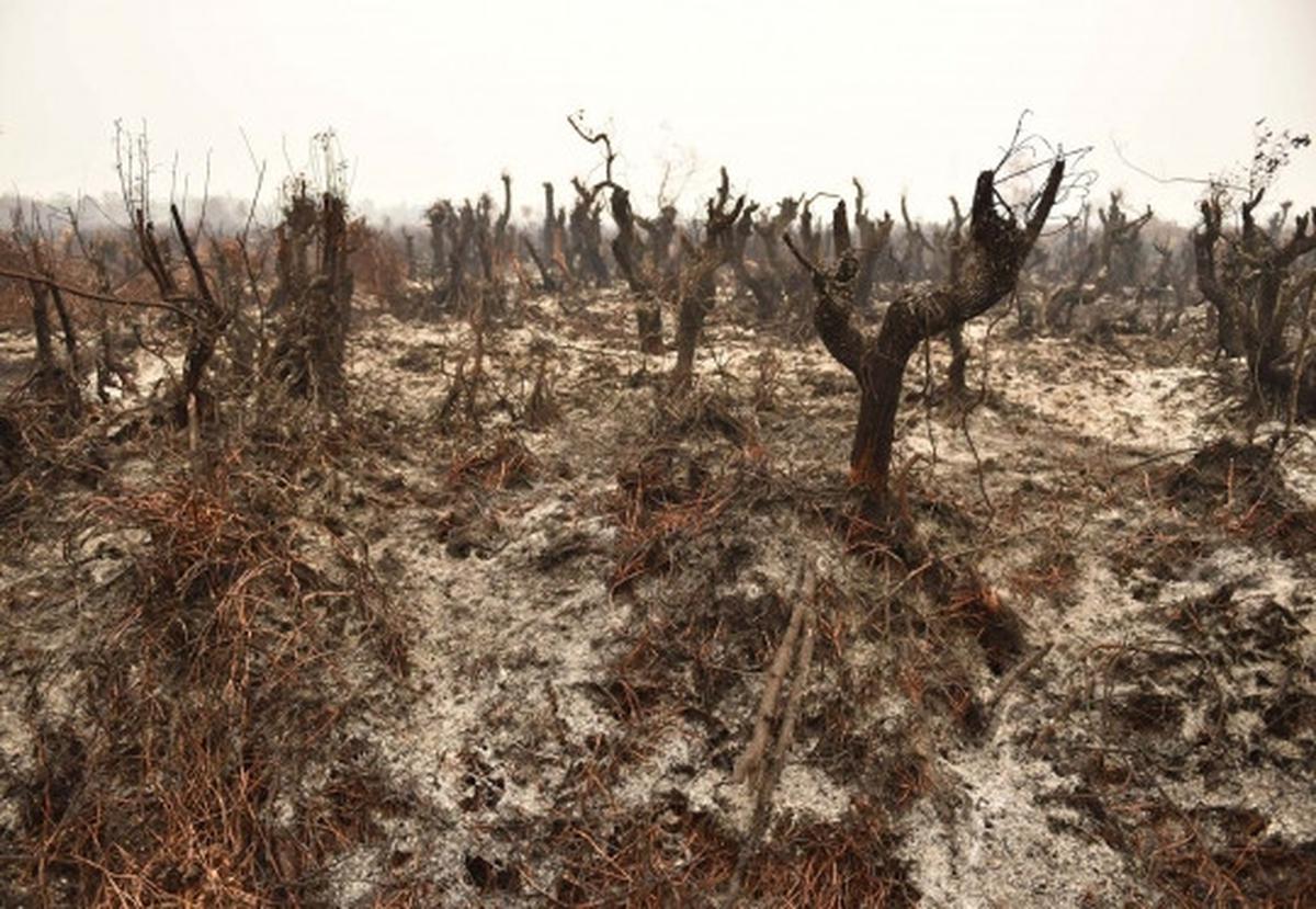 Perjuangan warga padamkan kebakaran hutan dengan alat seadanya