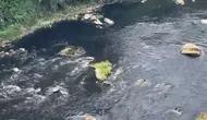 Sungai Cileungsi Menghitam Tercemar Limbah, Begini Respons Bupati Bogor