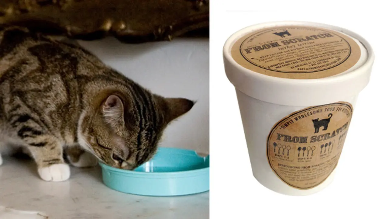 From Scratch, Makanan Sehat dan Mewah Khusus Kucing