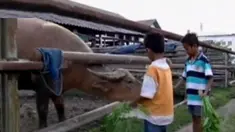 Banyak cara yang dapat dilakukan untuk menunggu adzan Maghrib tanda berbuka Puasa, Seperti di kota Solo memberi makan Kerbau Bule bisa menjadi salah satu kegiatan ngabuburit.