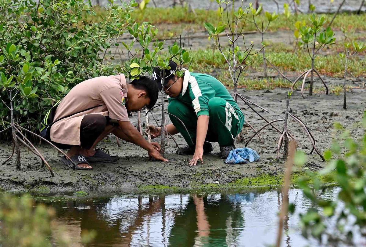 Ilustrasi tanam mangrove